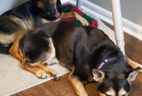 Puppy Love: Caring Tips for Happy, Well-Behaved Puppies