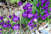 10 Clear Signs Spring Has Arrived and What They Mean