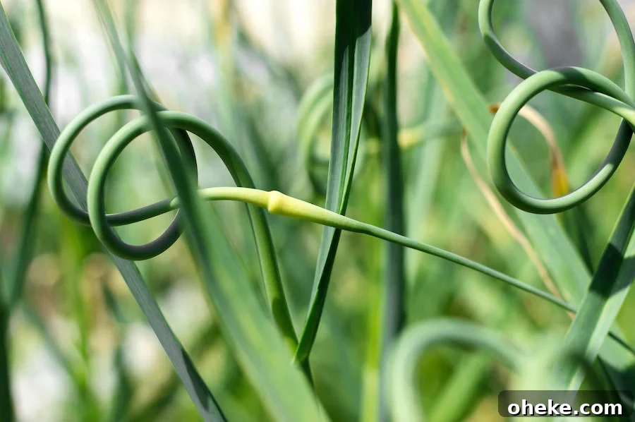 Garlic scapes growing in the garden