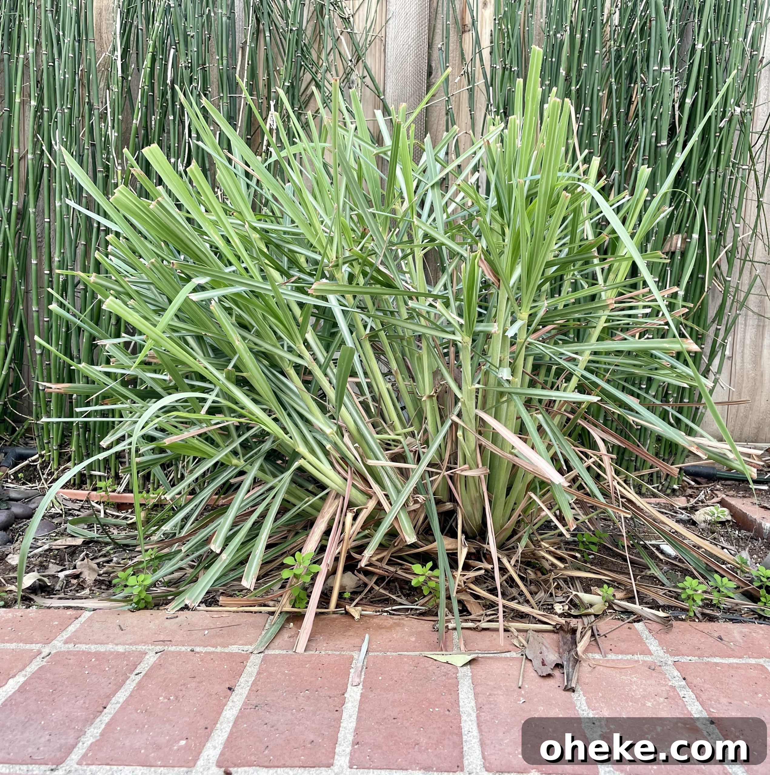 Lemon grass bush