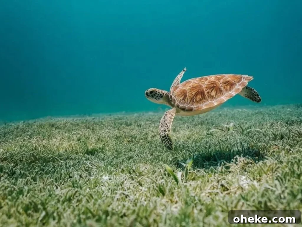 A green sea turtle.
