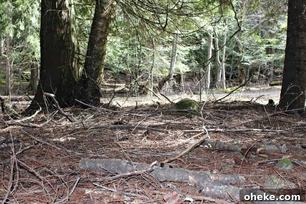 Signs of Spring Sticks to clean up from pruning
