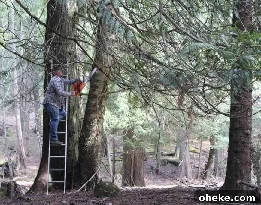 Signs of Spring Pruning Trees