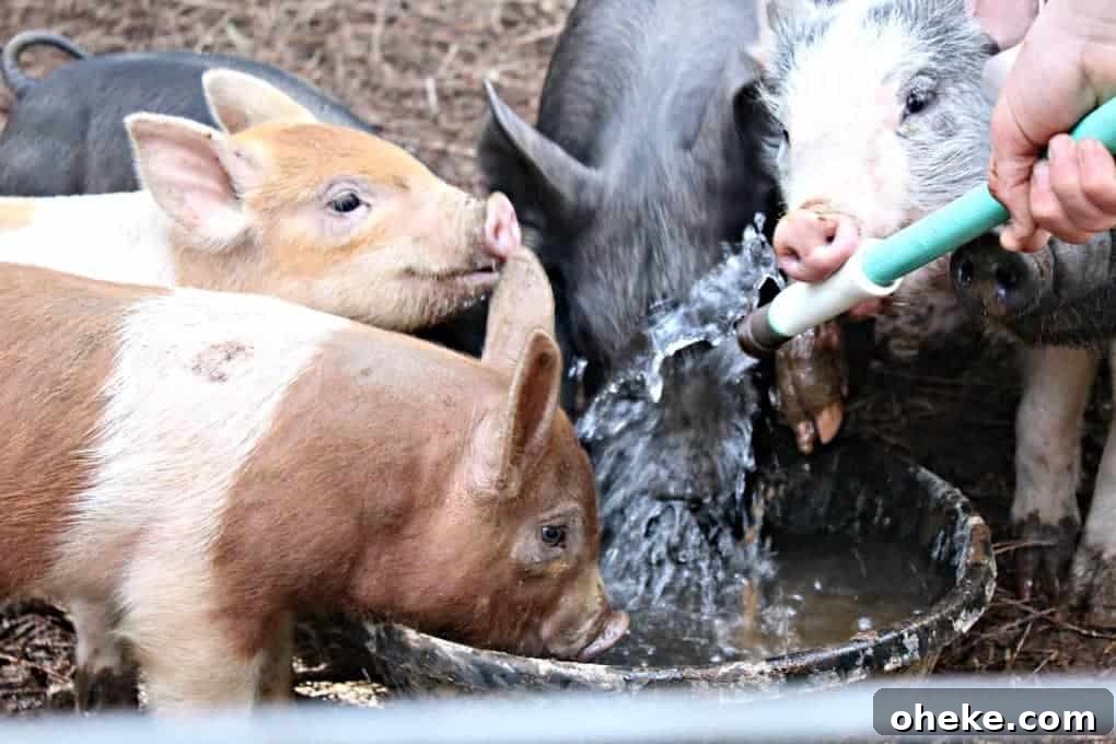 Signs of Spring Baby pigs drinking water