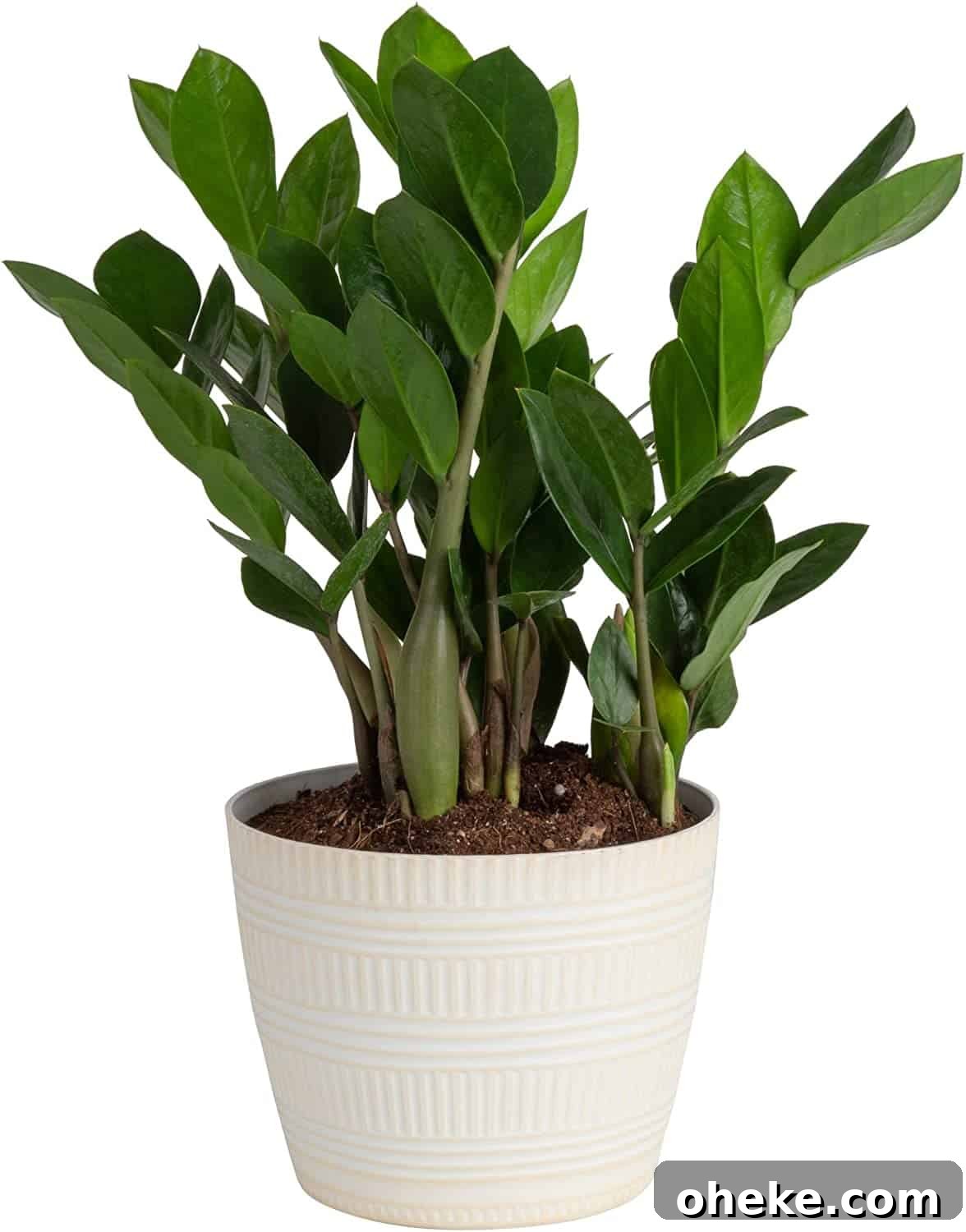 a zz house plant in a pot