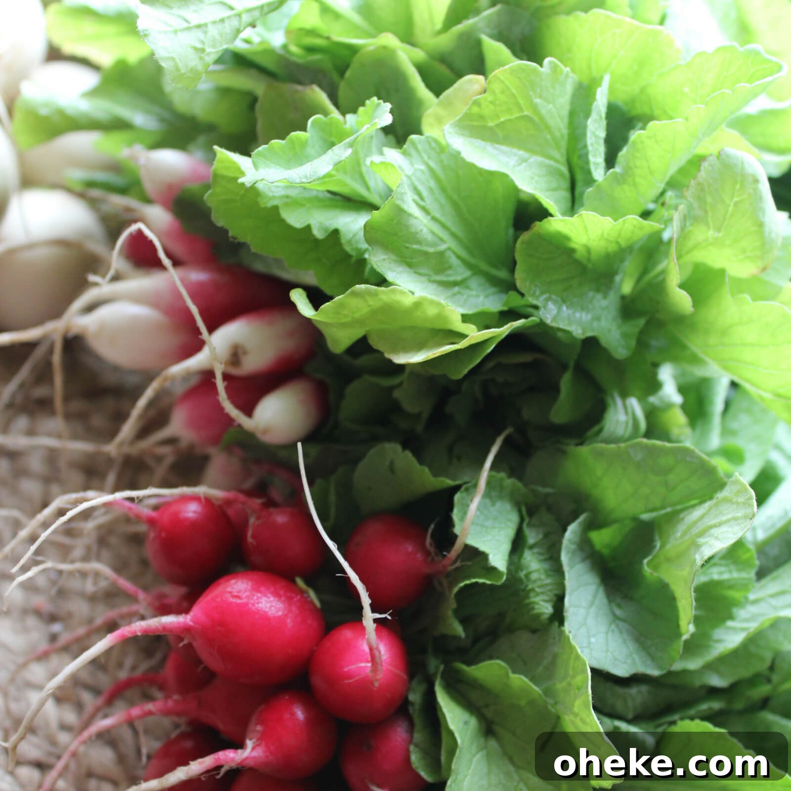 Radish Pesto Recipe from the Garden | Low-Carb, THM-S 2 Garden Fresh Radishes for Radish Pesto