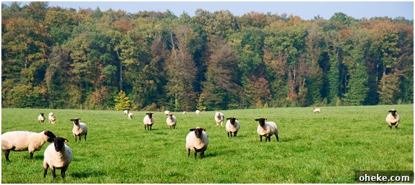 My Dad’s Classic Favorite: The Dessert He Loved Most 3 sheep