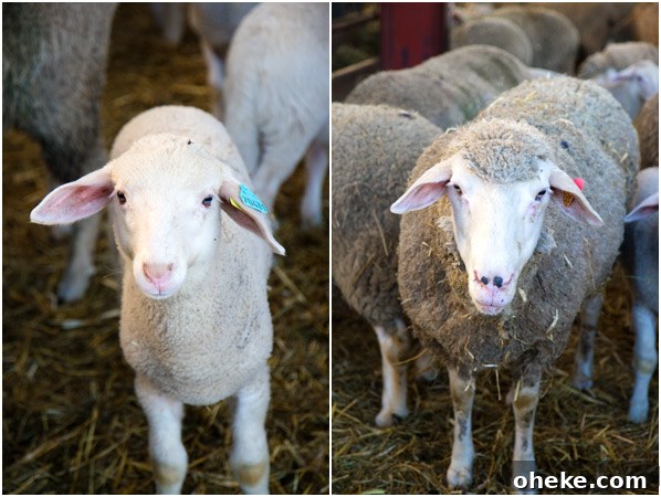 My Dad’s Classic Favorite: The Dessert He Loved Most 4 sheep