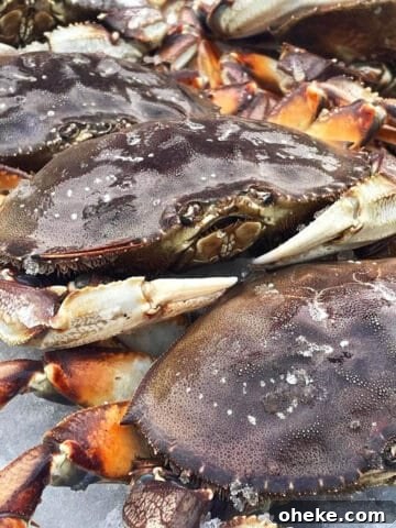 Fresh caught Dungeness crab sitting on ice.